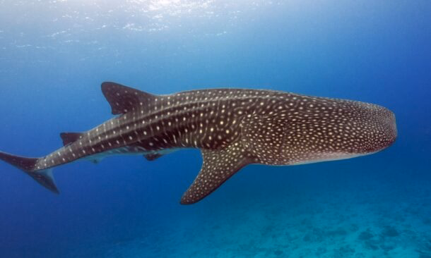 Spot Whale Sharks