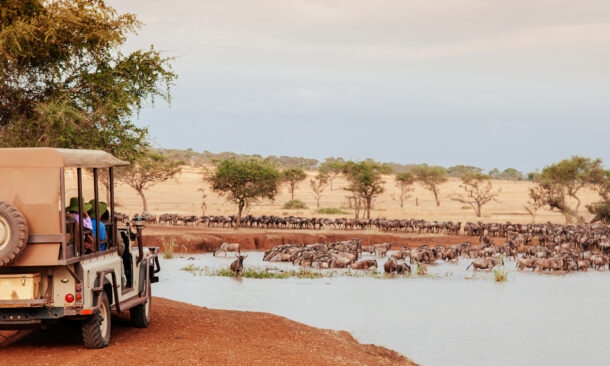 African Tanzania Safari trip wildlife watch tour - Herd of African wildebeest in golden grass meadow near river of Serengeti Grumeti reserve Savanna forest in evening during great migration
