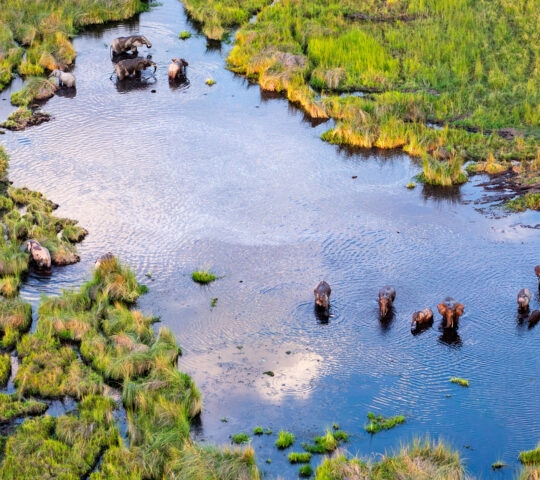 Aerial view of wildlife congregating in Botswana's Delta Okavango