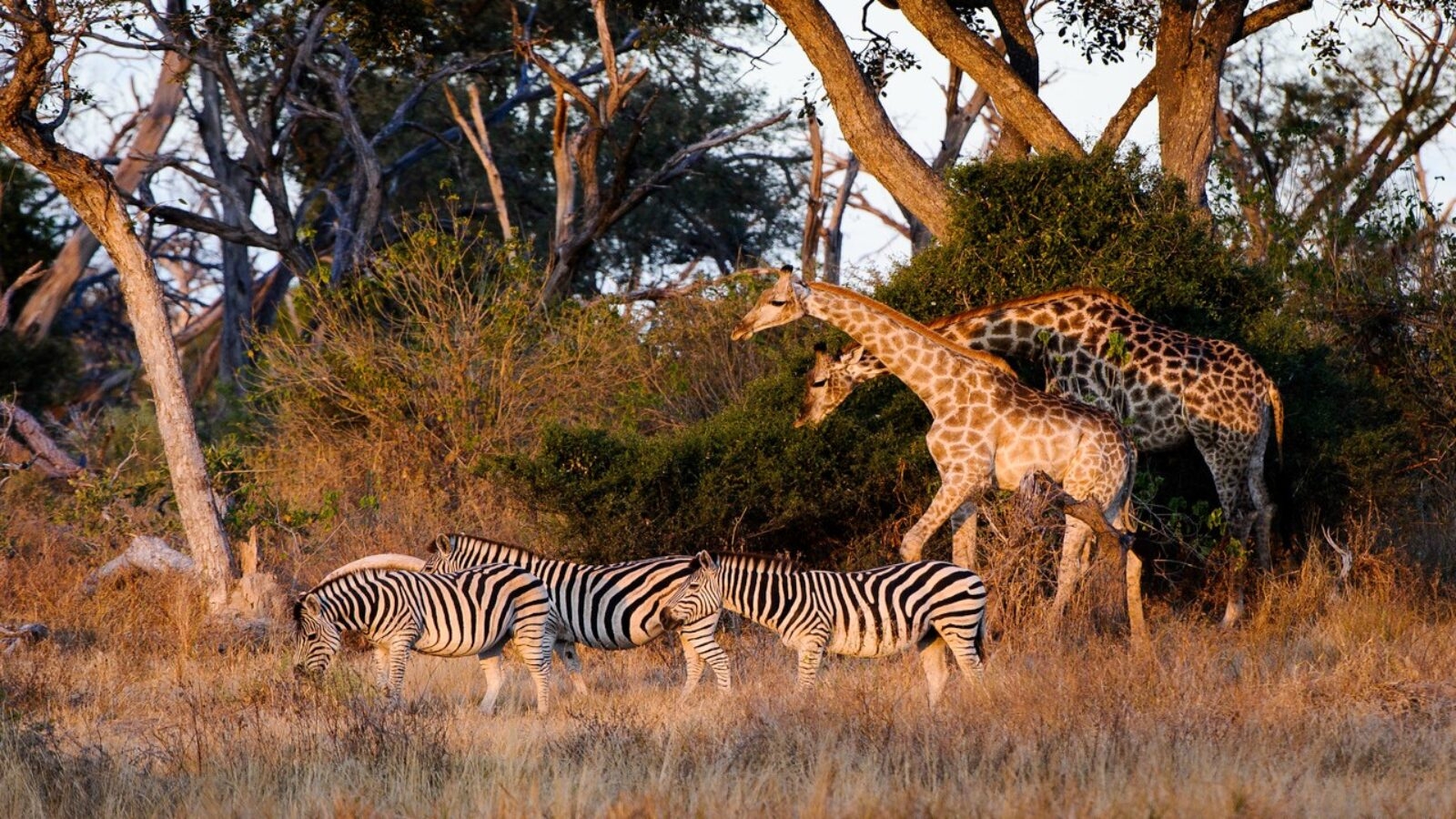 Giraffe and zebras in the Okavango delta at Mombo camp