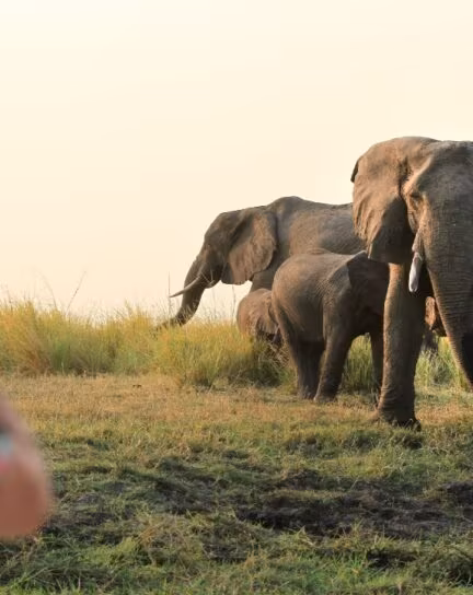 When is the Best Time to Visit Botswana?