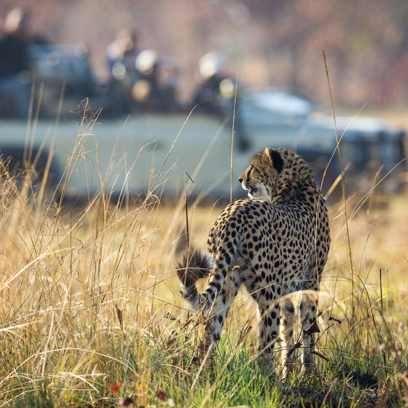 A cheetah in tall grass near a safari vehicle during luxury-Zambia-vacations.