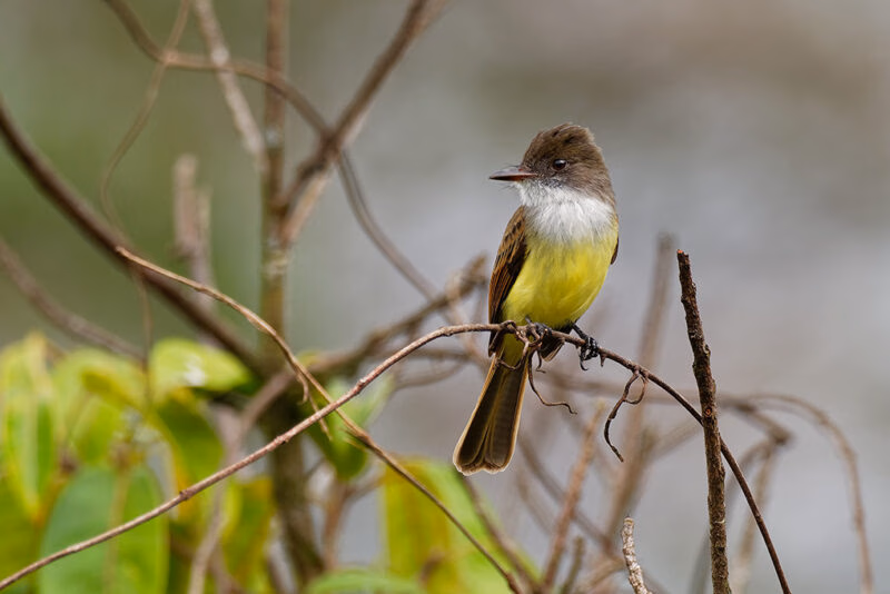 A small bird with a brown head and bright yellow chest perching on a thin, dry branch. Luxury Argentina trips.