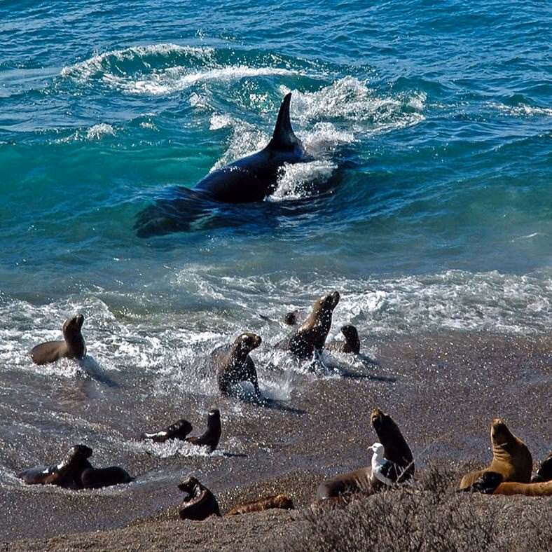 An orca swimming near the shore where several sea lions are resting on a dark, sandy beach. Luxury Argentina trips.