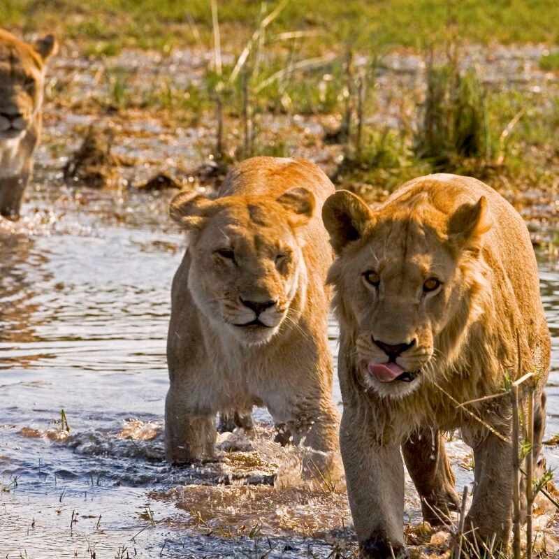 Luxury Botswana Tours - Two lionesses walking through water