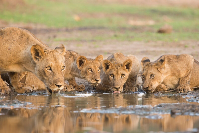 A lioness and four lion cubs drinking together from a shallow, muddy puddle on the ground in a natural habitat.
