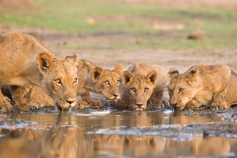 A lioness and four lion cubs drinking together from a shallow, muddy puddle on the ground in a natural habitat.