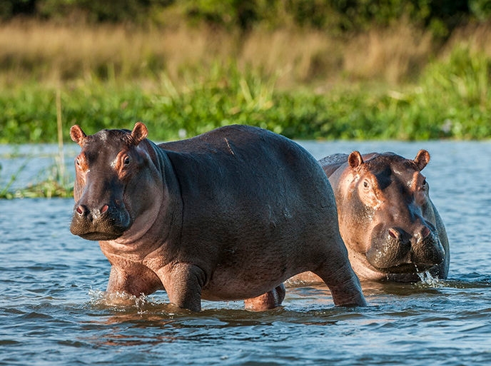 Two hippopotamuses standing partially submerged in the water with tall green grass in the background.