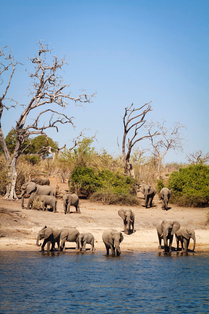 A herd of ten elephants, standing on a sunlit, dry riverbank and at the edge of the water.