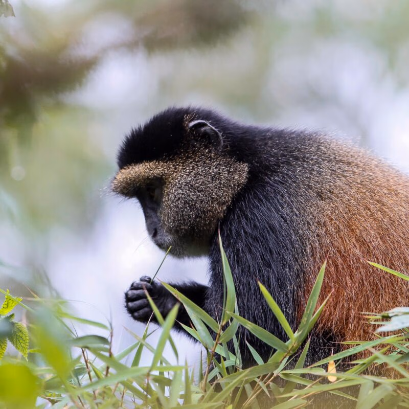 Close-up of a Golden Monkey eating a bamboo shoot amidst green leaves. Focus on luxury Rwanda Gorilla Trekking for wildlife.