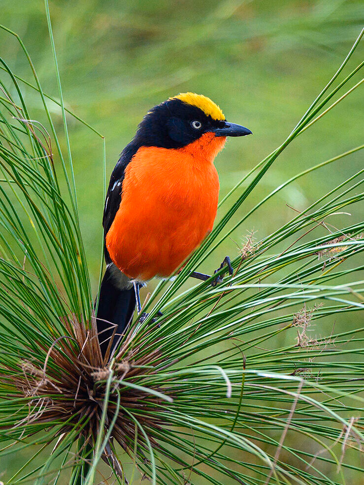 Close-up of a brightly colored bird with a yellow crown, black cap, and orange breast on green reeds. See this on luxury Rwanda safaris.
