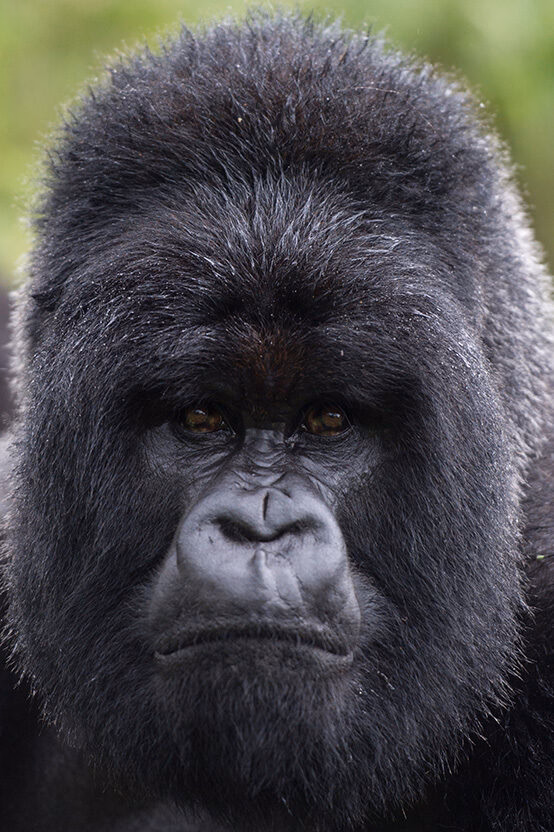 A powerful close-up portrait of a male Silverback Mountain Gorilla looking directly ahead. Book your luxury Gorilla Trekking adventure.