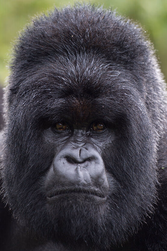 A powerful close-up portrait of a male Silverback Mountain Gorilla looking directly ahead. Book your luxury Gorilla Trekking adventure.