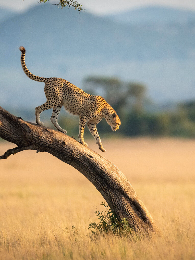 Luxury Tanzania Safaris and Tours - Cheetah walks down twisted tree in the savannah, Tanzania