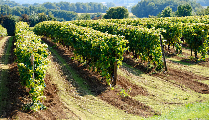 A scenic view of green vineyard rows under a bright sky during luxury France tours.