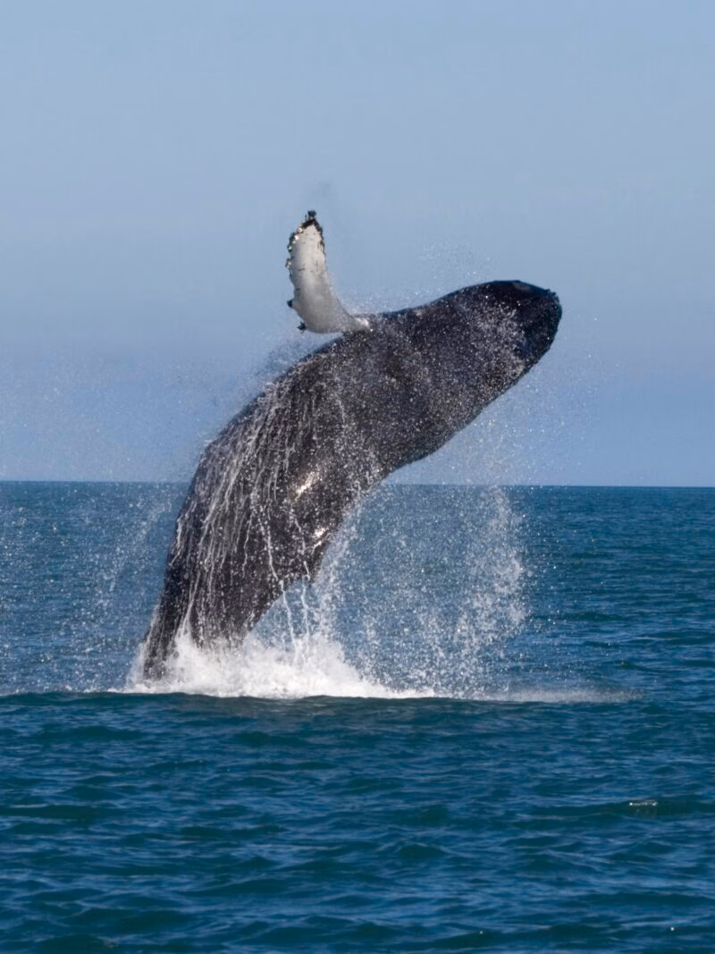A whale leaps out of the water, creating a large white splash against a clear sky.
