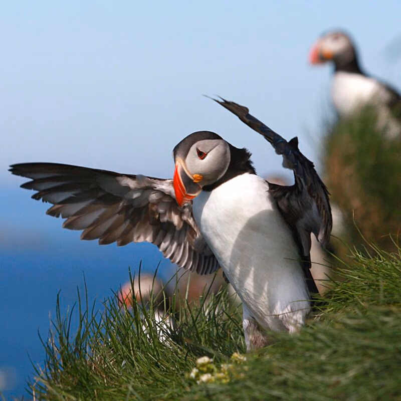 A puffin with its wings outstretched stands on a grassy cliff with other puffins in the background.