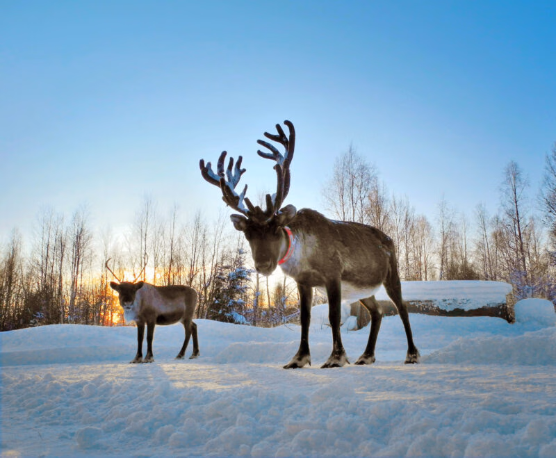 A large reindeer with impressive antlers stands in the snow with a smaller reindeer in the background at sunset.