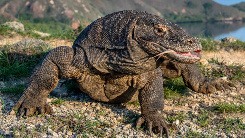 A powerful Komodo dragon walks over pebbles and grass near a coastline under a clear blue sky.