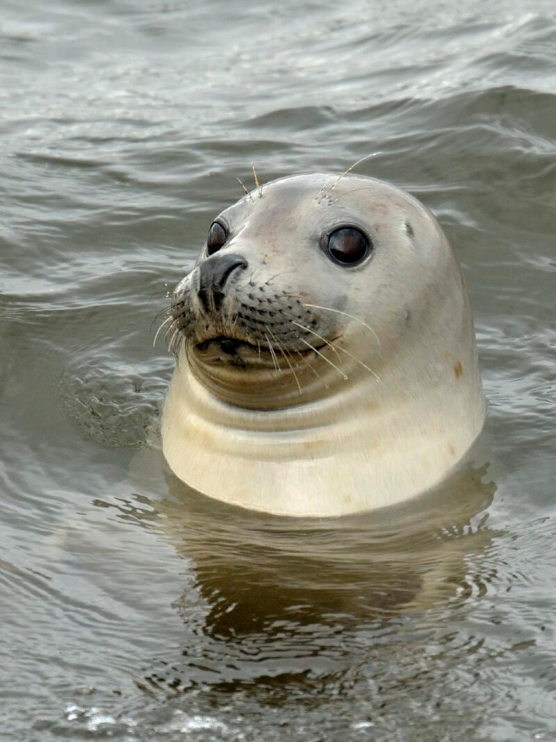 Jacada Iceland - a seal poking its head out of the sea