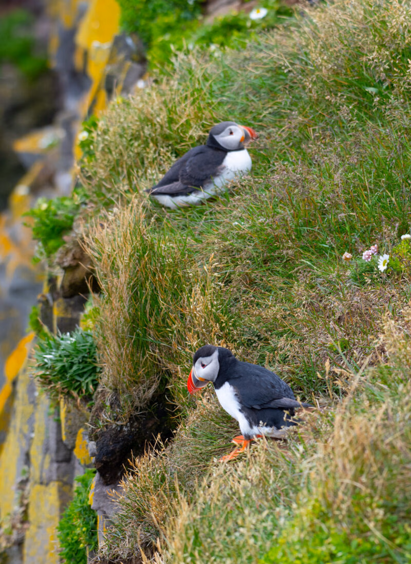 Two Atlantic puffins with orange beaks rest on a steep, bright green, grassy cliffside, showing a taste of luxury Iceland holidays.