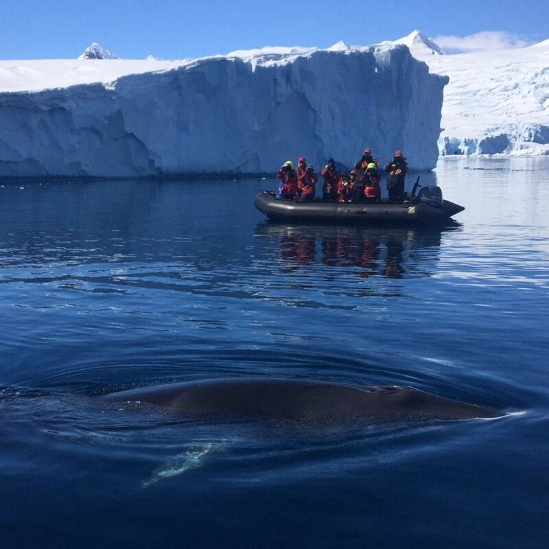 A whale is seen just below the surface of the water in front of a tourist boat near a massive iceberg.