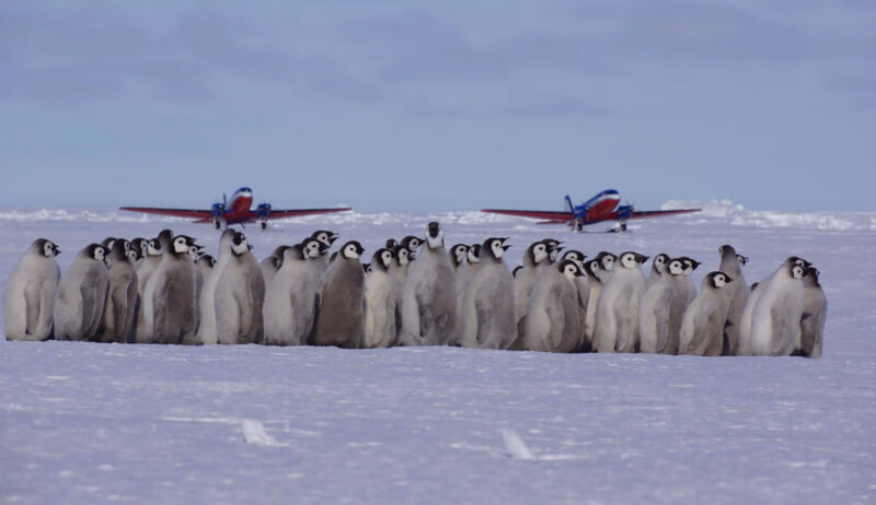 A large group of Emperor penguin chicks stands on the snow with two red and blue propeller airplanes in the background.