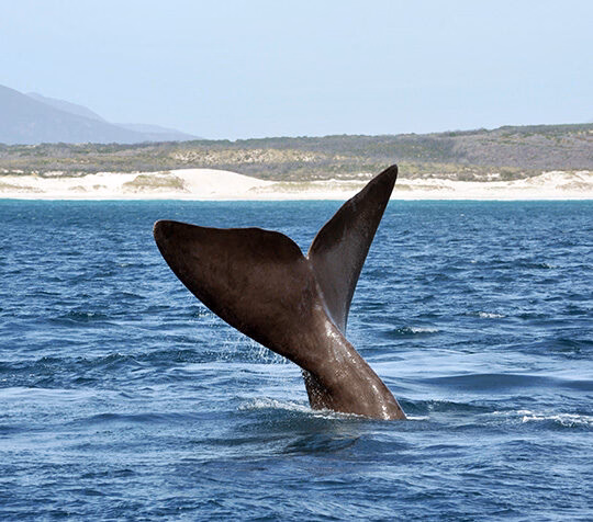 Luxury South African Safaris and Tours - The tail fin of a Southern Right Whale off a South African beach