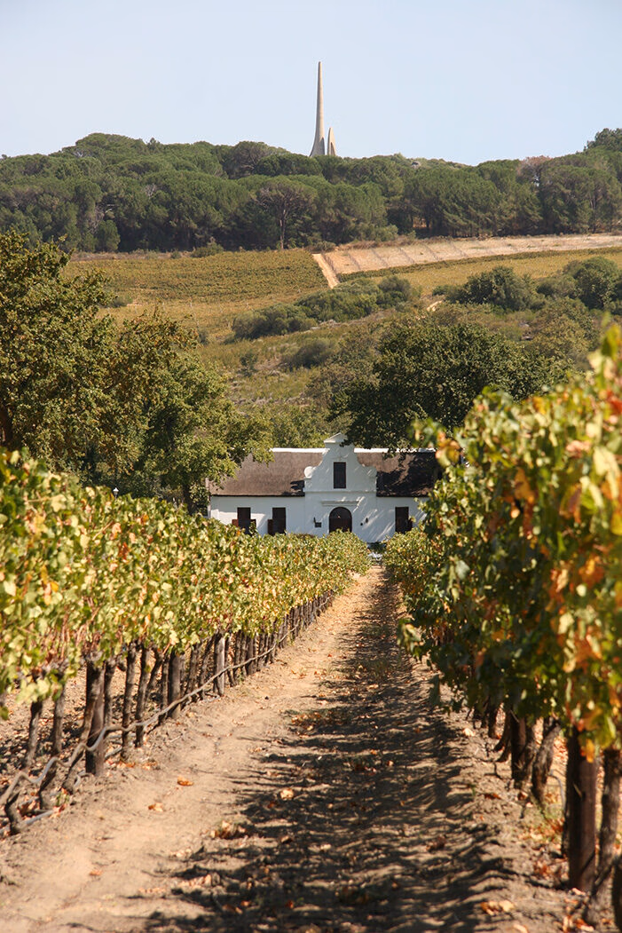 Luxury South African Safaris and Tours - A dirt path between vineyard rows leads to a white manor house with a tall monument visible on the distant hilltop.