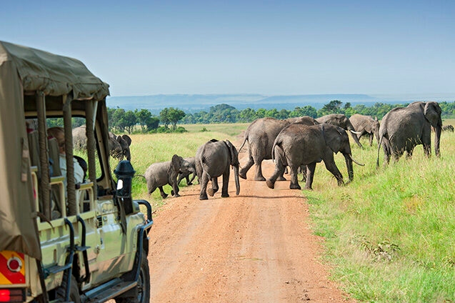 Tourists on a luxury Kenya family safari vehicle observe a herd of elephants crossing a dirt road on the savannah.