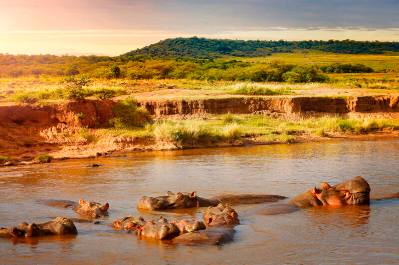 Several hippos relax in a river with only their heads above water, viewed during a luxury Kenya family safari.
