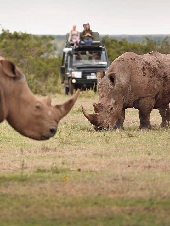 Two rhinos graze in the foreground while tourists watch from a safari vehicle from Solio Lodge during a luxury Kenya family safari.