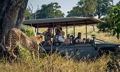 A cheetah stands in tall grass near a safari vehicle filled with people taking photos.