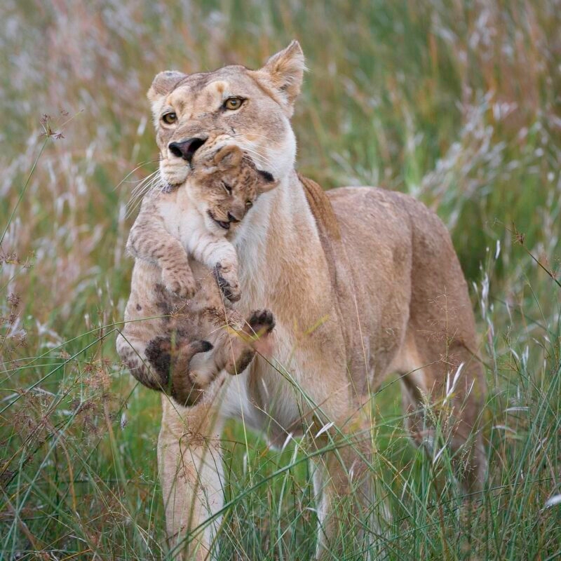 A lioness walking through tall grass while holding a small lion cub in her jaws.