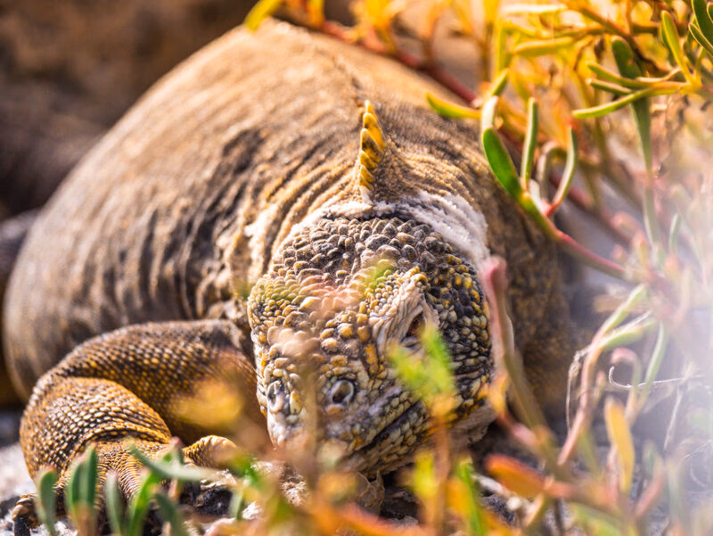 A yellow-brown Galapagos Land Iguana's head and body visible among dry, reddish-green plants. luxury Galapagos tours.