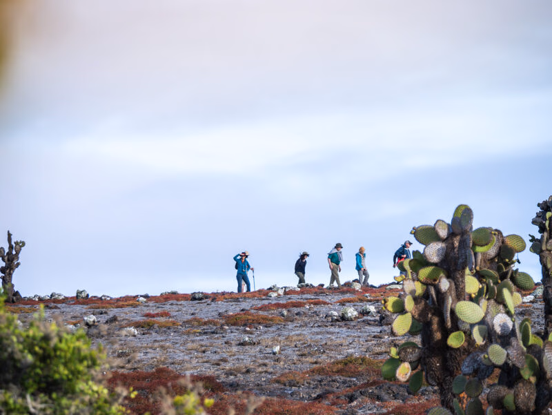 A group of hikers walking on a dry, rocky trail framed by tall, flat-pad Prickly Pear cacti. luxury Galapagos tours.