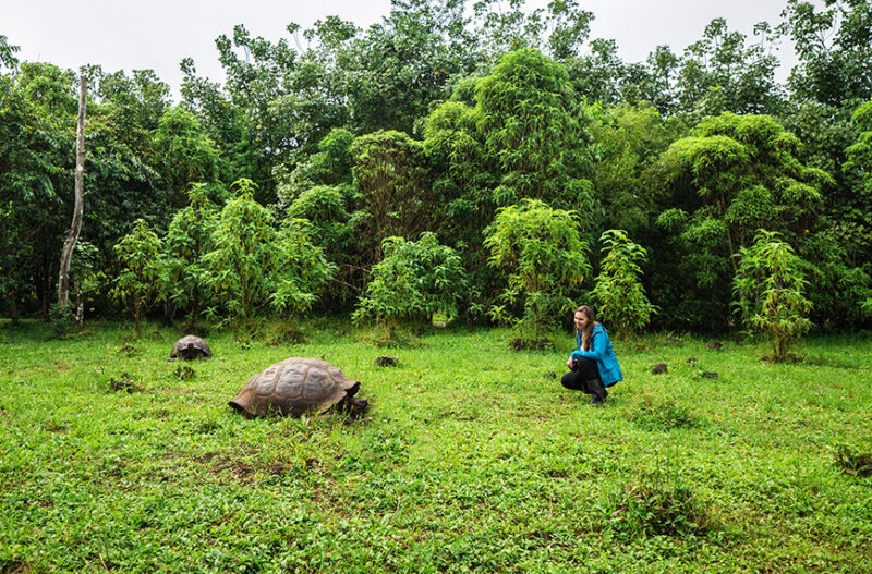 A large Giant Tortoise grazing in a green field with a person observing it, surrounded by trees. luxury Galapagos tours.