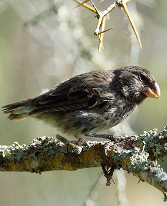 A small, brown Ground Finch perching on a lichen-covered branch with a thorny branch above. luxury Galapagos trips.