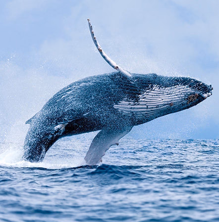 A large humpback whale breaching out of the water against a blue sky, its body arching over the waves. luxury Galapagos cruises.