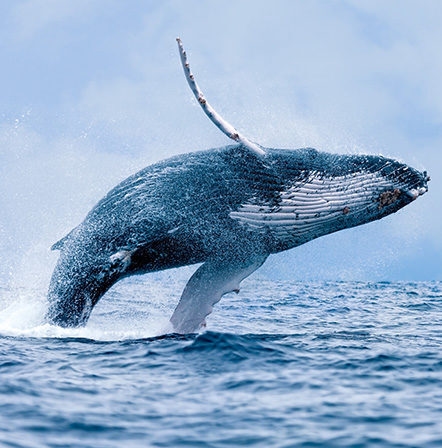 A large humpback whale breaching out of the water against a blue sky, its body arching over the waves. luxury Galapagos cruises.