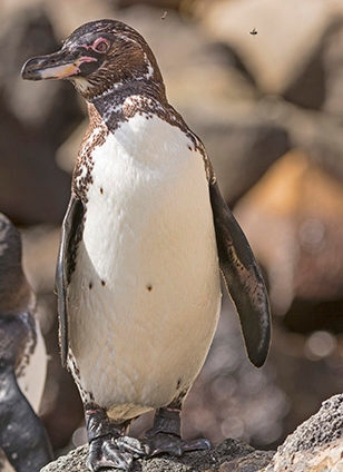 A Galapagos Penguin standing on dark rocks on a sunny day with a small insect flying overhead. luxury Galapagos cruises.