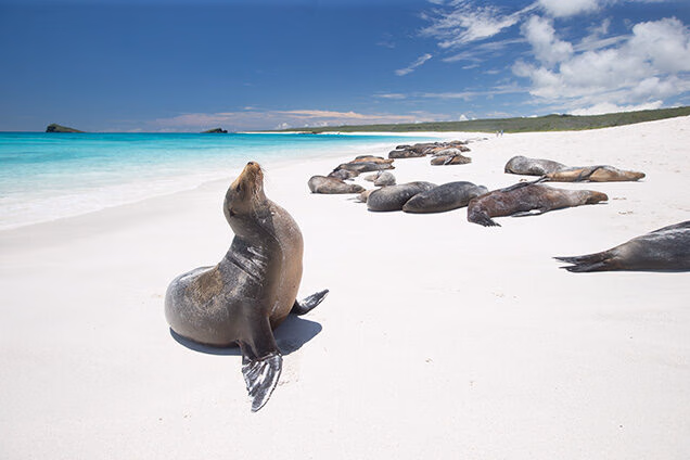 Several Galapagos Sea Lions resting on a white-sand beach with turquoise ocean water. luxury Galapagos vacations.
