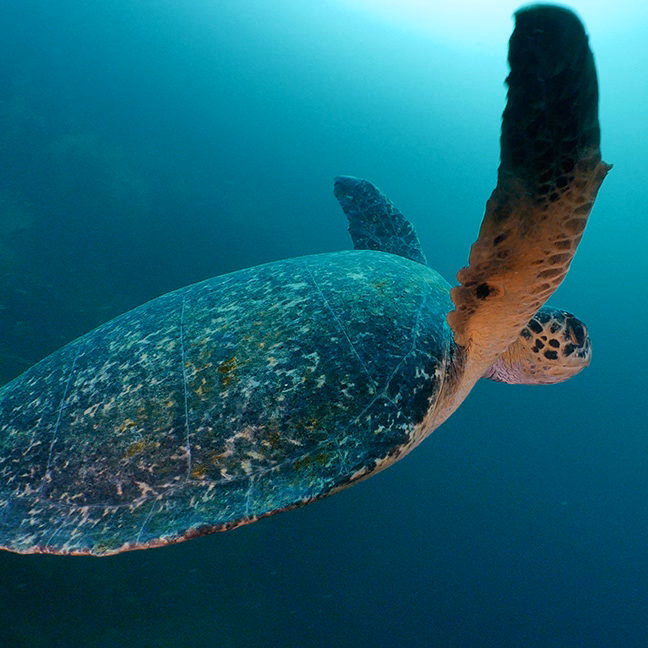 A Green Sea Turtle swimming underwater in blue-green water, its flipper extended backward. luxury Galapagos holidays.