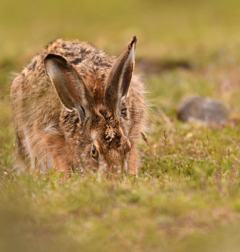 A wild hare grazing in short grass taken on a luxury Patagonia vacation