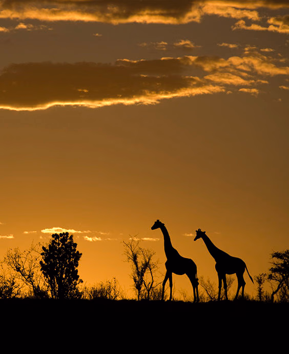 Dark silhouettes of two giraffes walking across a horizon during a bright orange sunset.