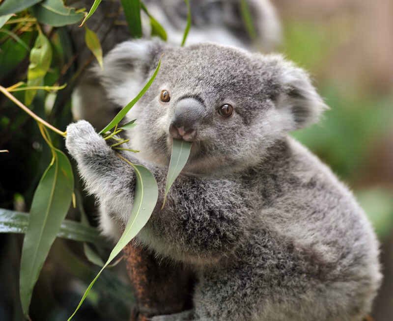 A young koala with a fuzzy grey coat and brown eyes is eating a green eucalyptus leaf, a favorite part of luxury Australia holidays.