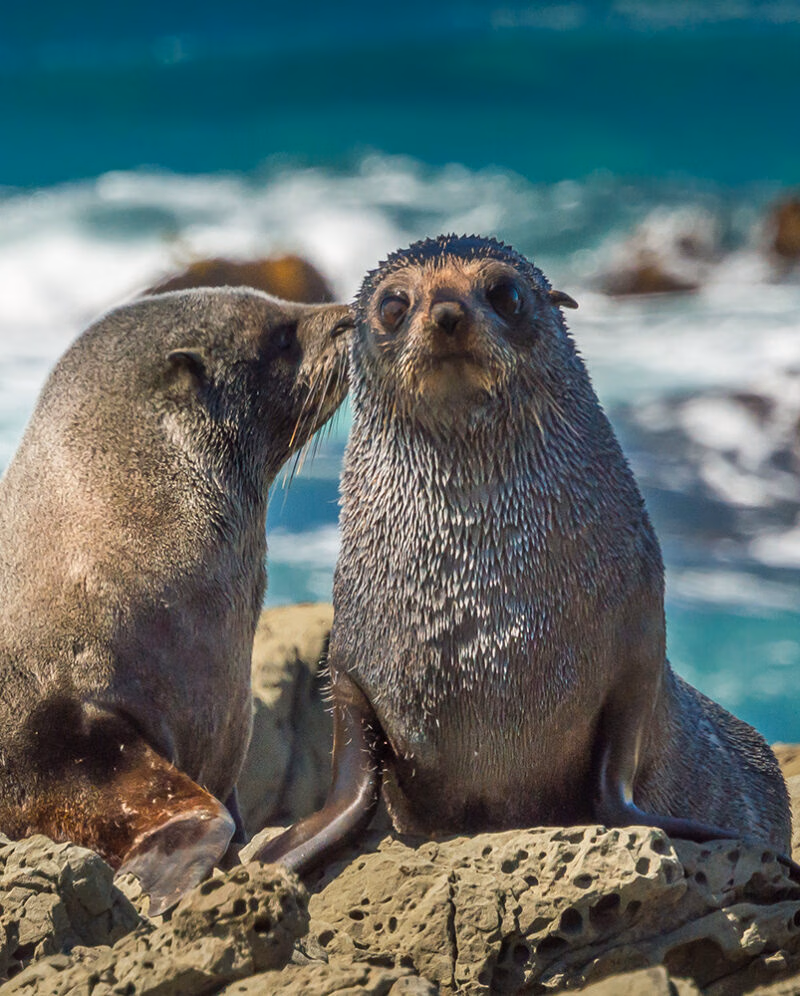 Two New Zealand fur seals on rocks with blue ocean waves behind them during luxury New Zealand trips.