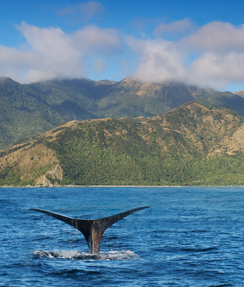 A whale tail flukes above the water with green mountains in the background during luxury New Zealand trips.