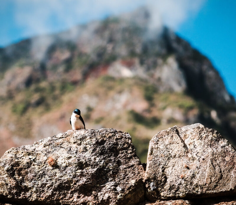 A small bird resting on a stone with mist in the background at Machu Picchu