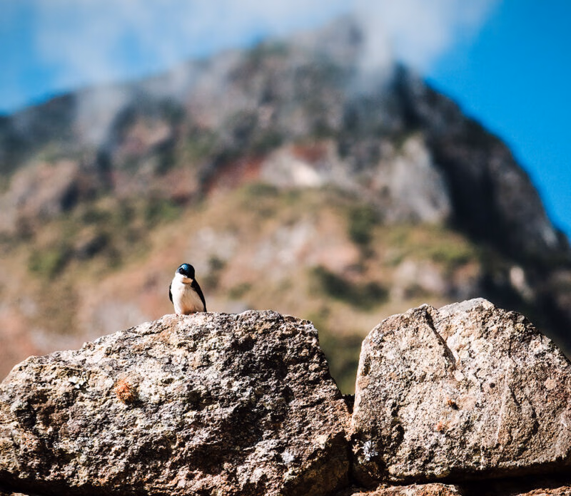 A small bird with a dark head and white body sits on a stone wall, with a large, misty mountain peak behind it, excellent for luxury Machu Picchu tours.